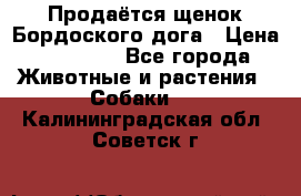 Продаётся щенок Бордоского дога › Цена ­ 37 000 - Все города Животные и растения » Собаки   . Калининградская обл.,Советск г.